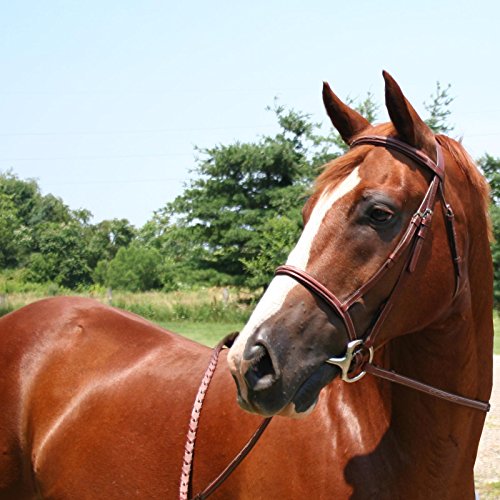 Padded Raised Fancy Stitched Leather English Schooling Bridle with Laced Reins with 1 Year Warranty - Superior Horse Comfort - color: Havana, size: Cob Size